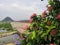 Beautiful flowers at bay of Krishna River