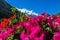 Beautiful flowers below the snowcapped mountain