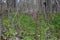 Beautiful flowers of bitter pea vine Lathyrus vernus in spring forest