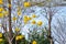 Beautiful flowers of blooming golden trumpet tree, blooming guayacan, handroanthus chrysotrichus on the background of