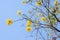 Beautiful flowers of blooming golden trumpet tree, blooming guayacan, handroanthus chrysotrichus on the bright blue sky