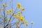 Beautiful flowers of blooming golden trumpet tree, blooming guayacan, handroanthus chrysotrichus on the bright blue sky