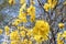 Beautiful flowers of blooming golden trumpet tree, blooming guayacan, handroanthus chrysotrichus, natural background