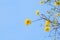 Beautiful flowers of blooming golden trumpet tree, blooming yellow branches on the bright blue sky background, copy