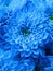 Beautiful flowers blue chrysanthemums close up view