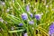 Beautiful flowers, blue grape hyacinth, perennial bulbous plants, close up
