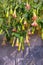 Beautiful  flowers of  Brugmansia aurea  Datura aurea  in garden