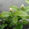 Beautiful flowers buds blooming in branch of green leaves plant growing in garden, nature photography in rainy season