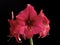 Beautiful flowers of the bulbous plant Hippeastrum. Pink flowers on a black background. Isolated hippeastrum inflorescence