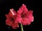 Beautiful flowers of the bulbous plant Hippeastrum. Pink flowers on a white background. Isolated hippeastrum inflorescence