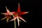 Beautiful flowers of the bulbous plant Hippeastrum. Red flowers on a black background. Isolated hippeastrum inflorescence.