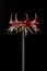 Beautiful flowers of the bulbous plant Hippeastrum. Red flowers on a black background. Isolated hippeastrum inflorescence.