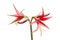 Beautiful flowers of the bulbous plant Hippeastrum. Red flowers on a white background. Isolated hippeastrum inflorescence.