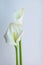 Beautiful flowers - calla on a gray background. Place for inscription. Postcard