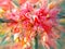 Beautiful flowers of capparis decidua bloom in winter season