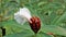 Beautiful flowers of Cheilocostus speciosus also known as Cane reed, Malay, Spiral, Wild Ginger, Crepe ginger, Costus