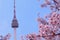 Beautiful flowers Cherry blossom in spring and namsan Seoul Tower