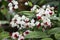 Beautiful flowers of Clerodendrum thomsoniae