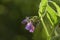 Beautiful flowers of common comfrey Symphytum officinale, herbal medicinal plant on a blurry green background with copy space