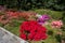 Beautiful flowers composition of azalea in the botanical garden of Villa Taranto in Pallanza, Verbania, Italy.