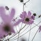 Beautiful flowers Cosmos bipinnatus on an abandoned field