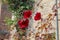 Beautiful flowers of cranberry hibiscus. These are also called as false roselle, maroon mallow, red leaved hibiscus, and red