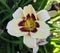 Beautiful flowers cultivated in european gardens. blooming cream day-lily ( lily ) compared to other plants in the garden.