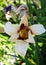 Beautiful flowers cultivated in european gardens. blooming white day-lily ( lily ) compared to other plants in the garden.