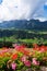 Beautiful flowers with Dachstein Mountains range in background, Schladming, Alps