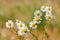 Beautiful flowers - daisies. Summer nature background with flowers