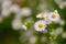 Beautiful flowers - daisies. Summer nature background with flowers