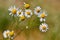 Beautiful flowers - daisies. Summer nature background with flowers