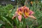 Beautiful flowers of daylily in the city yard. Guerrilla gardening