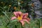 Beautiful flowers of daylily in the city yard. Guerrilla gardening. City greening