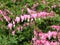 Beautiful flowers of Dicentra spectabilis