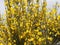 Beautiful flowers of different colors with pollinating insects macro natural fence