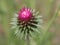 Beautiful flowers of different colors with pollinating insects macro natural fence