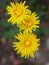 Beautiful flowers of different colors with pollinating insects macro natural fence