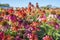 The beautiful flowers of Echinacea purpurea \\\'Sombrero Pink\\\', in close up, in a natural outdoor setting. Cone flower