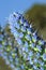 Beautiful flowers echium fastuosum in garden closeup