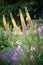 Beautiful flowers of Eremurus robustus.