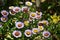 Beautiful flowers of Erigeron Alpinus in the park.