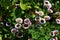 Beautiful flowers of Erigeron Alpinus in the park.