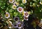 Beautiful flowers of Erigeron Alpinus in the park.