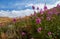 Beautiful flowers in the field. Sunset in the steppe, a beautiful evening sky with clouds, plato Ukok, no one around, Altai