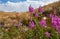 Beautiful flowers in the field. Sunset in the steppe, a beautiful evening sky with clouds, plato Ukok, no one around, Altai