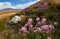 Beautiful flowers in the field. Sunset in the steppe, a beautiful evening sky with clouds, plato Ukok, no one around, Altai