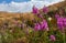 Beautiful flowers in the field. Sunset in the steppe, a beautiful evening sky with clouds, plato Ukok, no one around, Altai