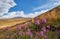 Beautiful flowers in the field. Sunset in the steppe, a beautiful evening sky with clouds, plato Ukok, no one around, Altai