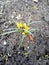 Beautiful flowers on the flower bed